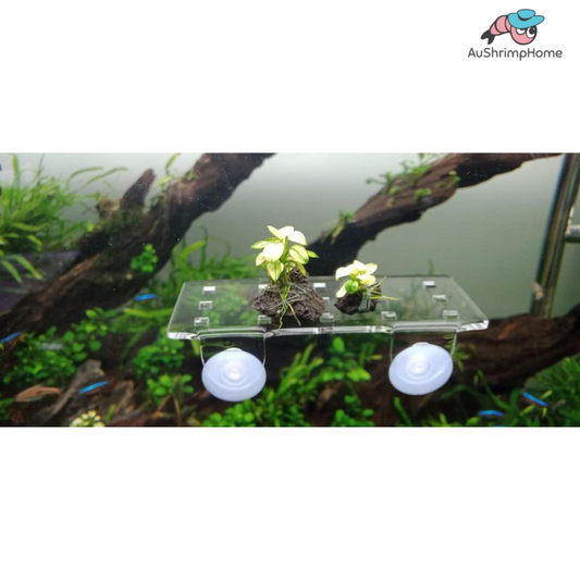 Acrylic Shelf 5x10cm | Plants Holder
