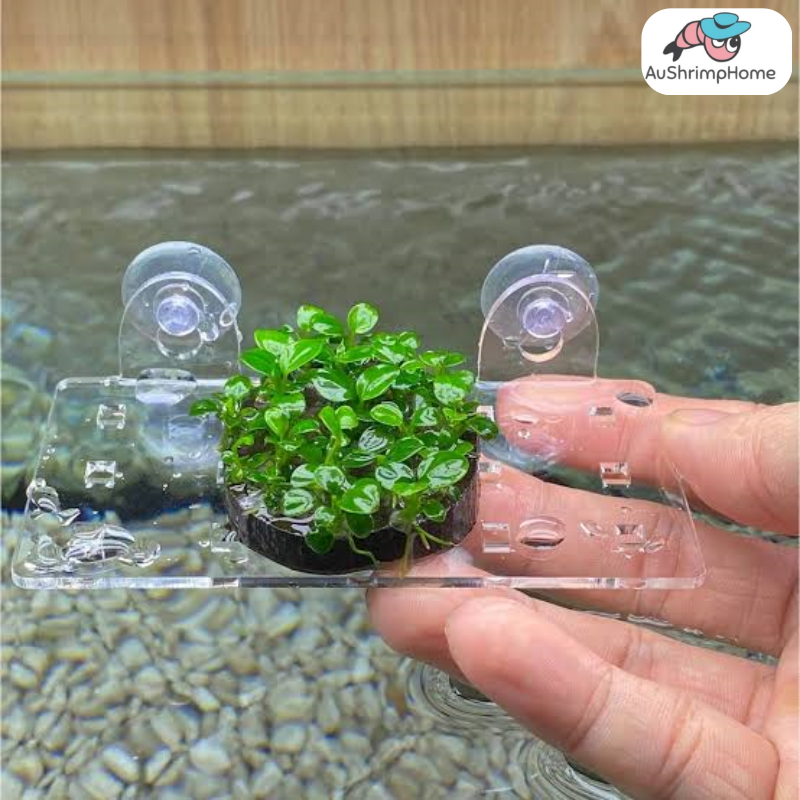 Acrylic Shelf 5x10cm | Plants Holder