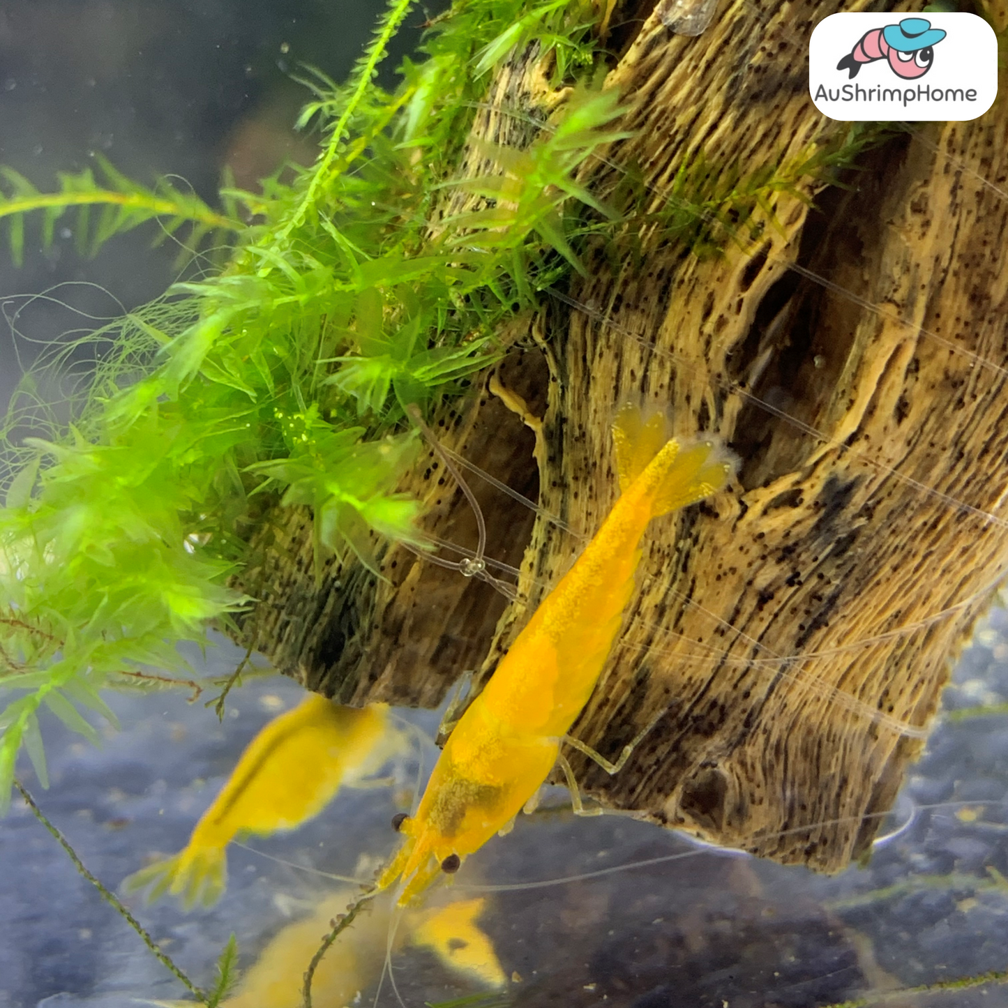 Yellow Cherry | Good Grade