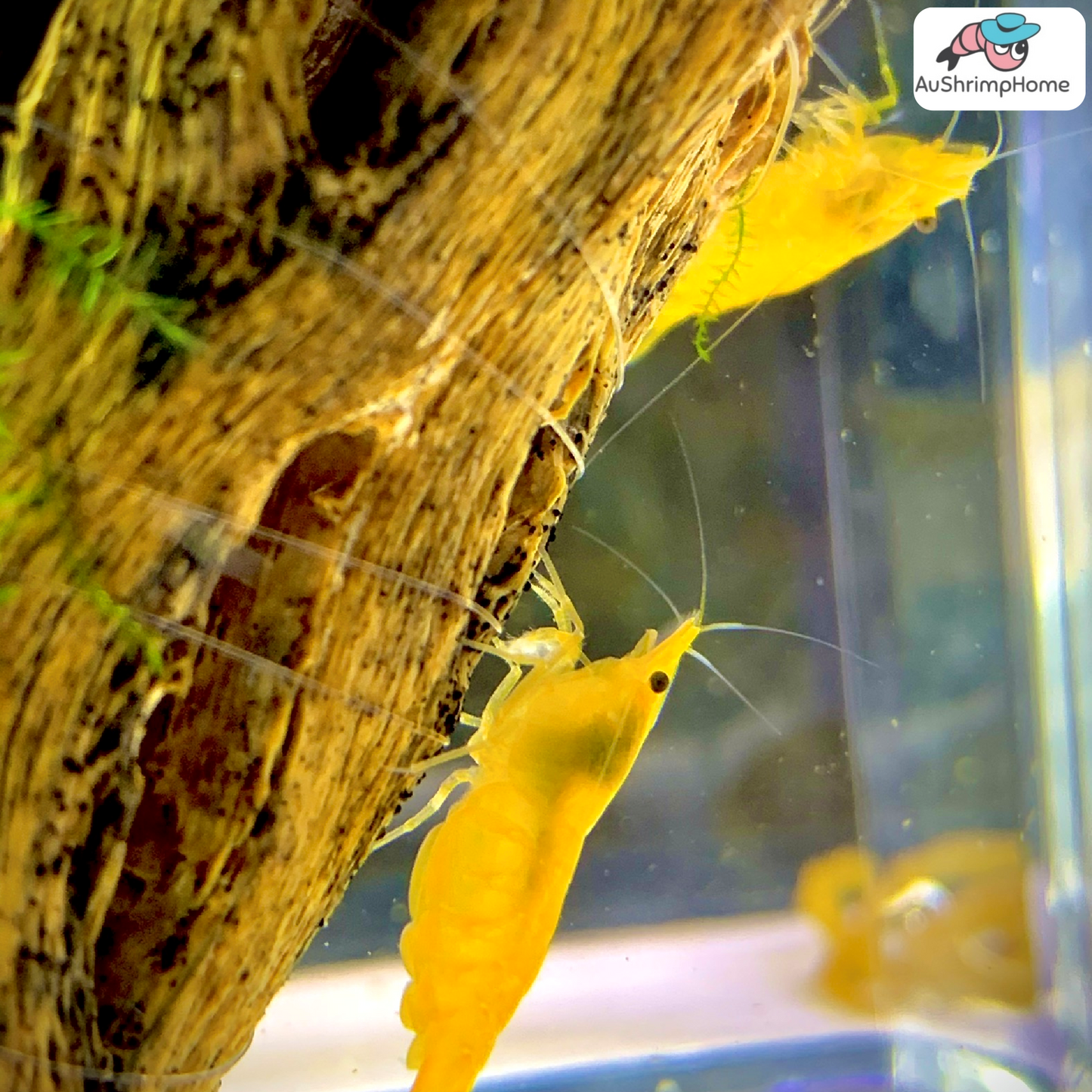 Yellow Cherry | Good Grade