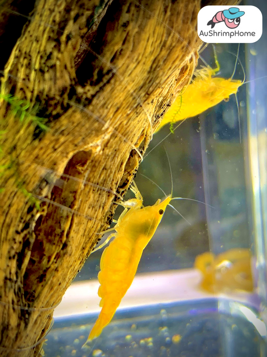 Yellow Cherry Package