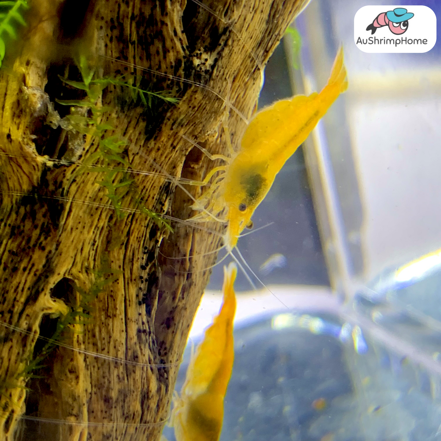 Yellow Cherry | Good Grade