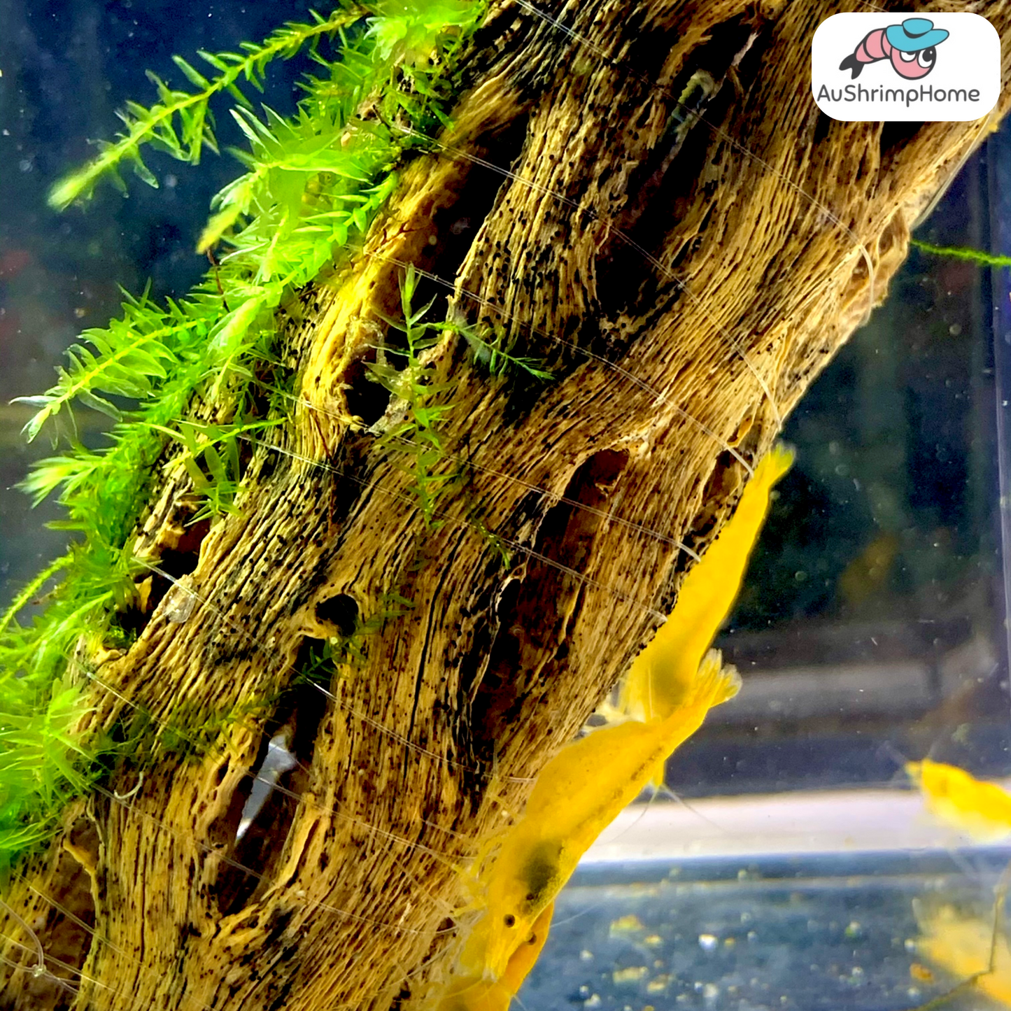 Yellow Cherry | Good Grade