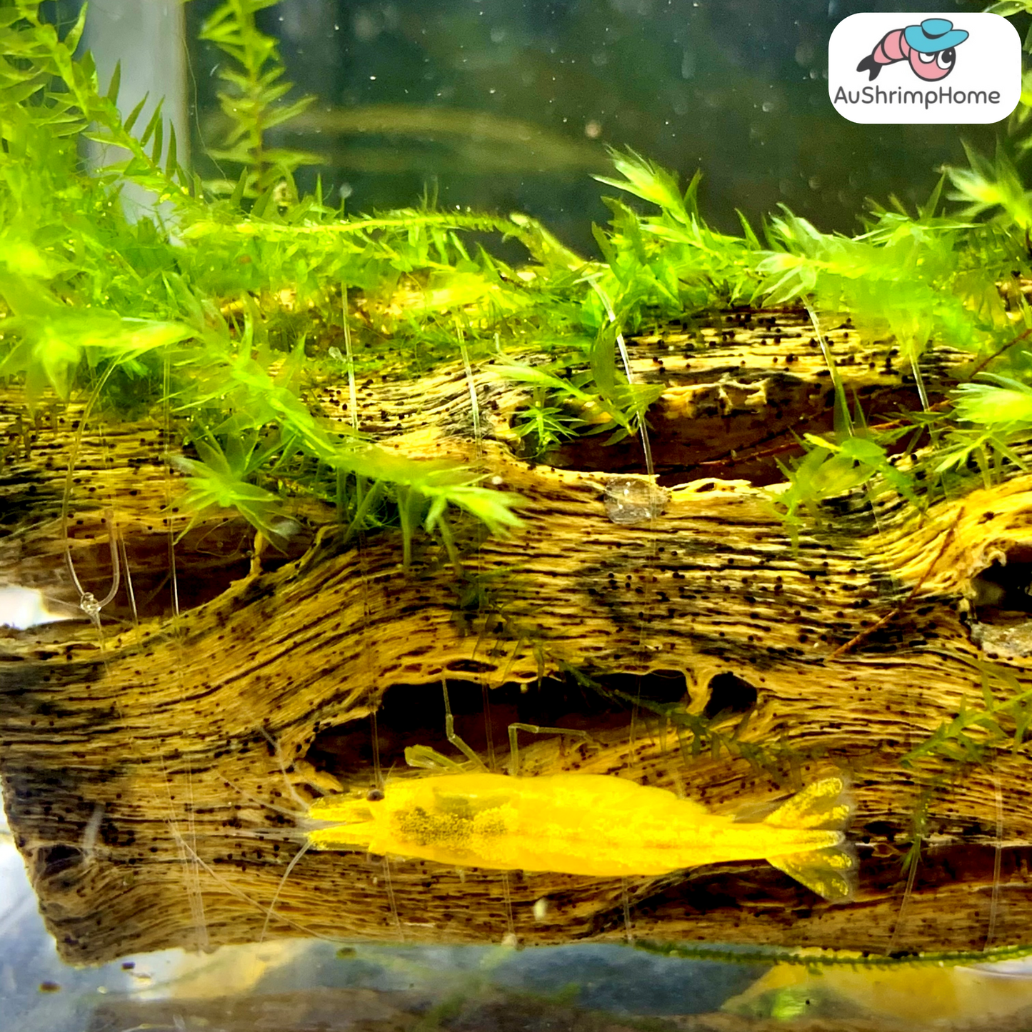 Yellow Cherry | Good Grade