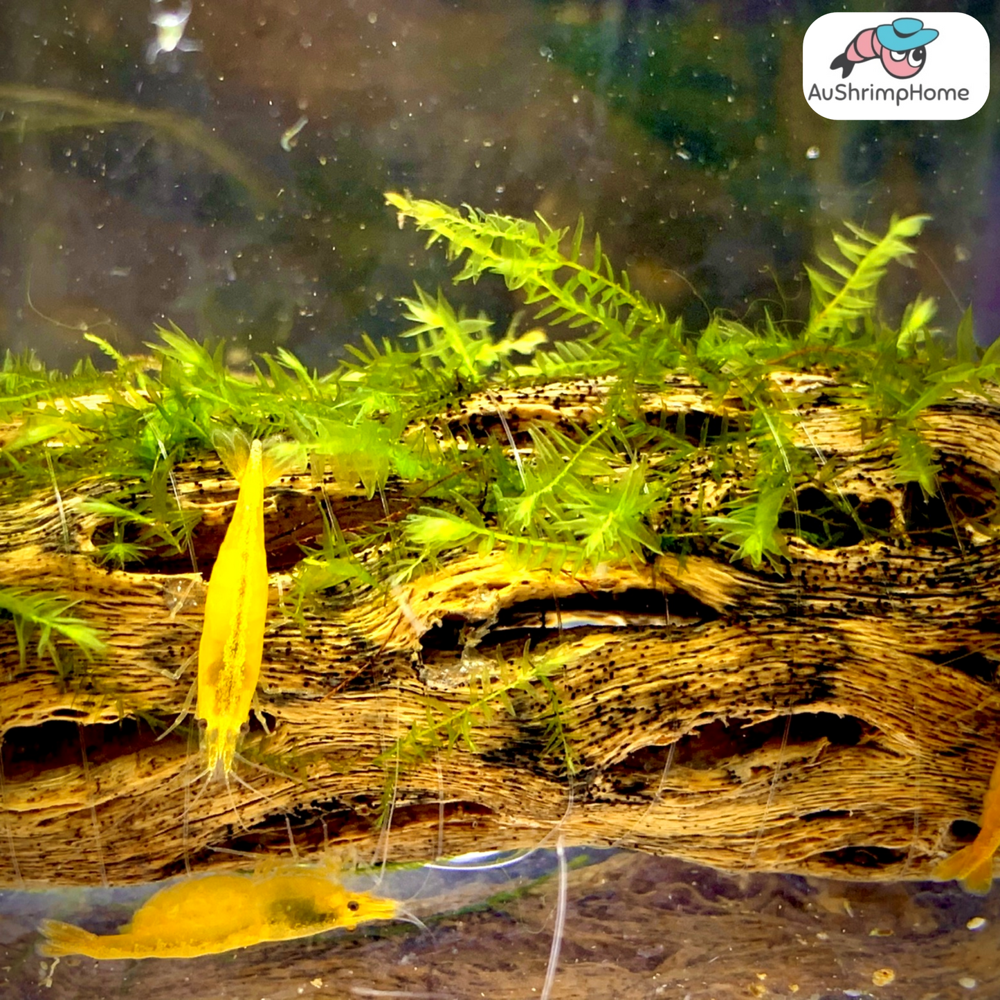 Yellow Cherry | Good Grade