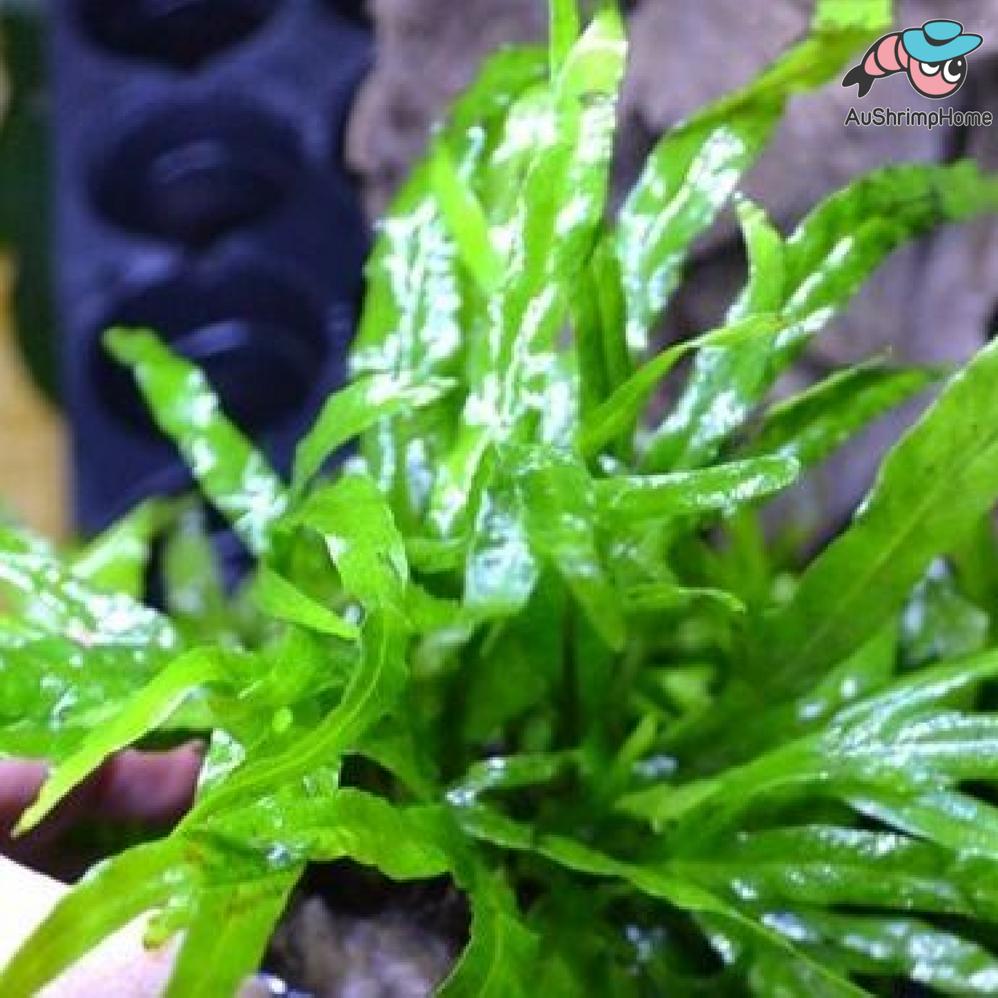 Trident Fern | Microsorum Pteropus "Trident"