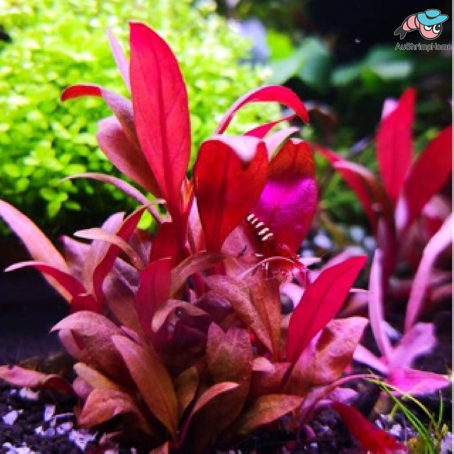 Alternanthera Reineckii | AR