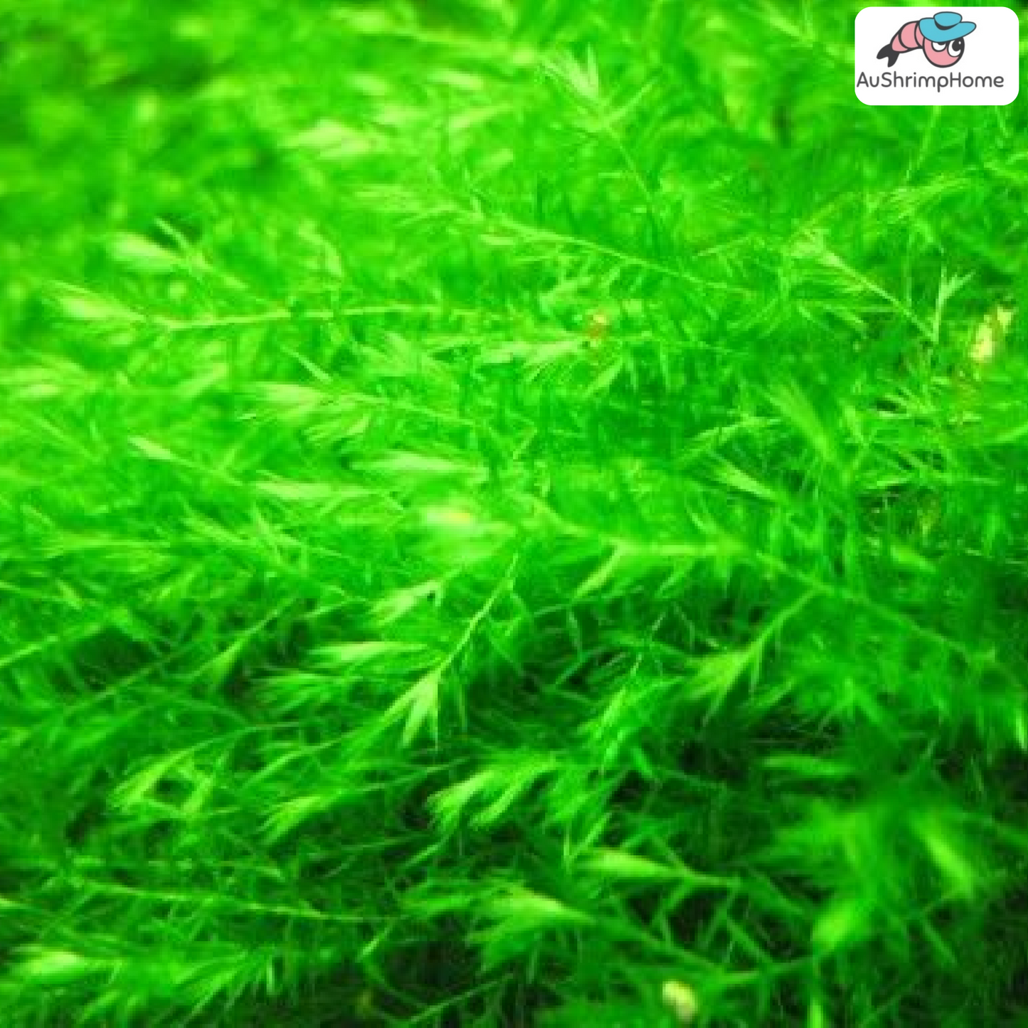 Willow Moss | Fontinalis Antipyretica