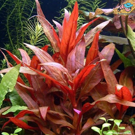 Alternanthera Reineckii | AR