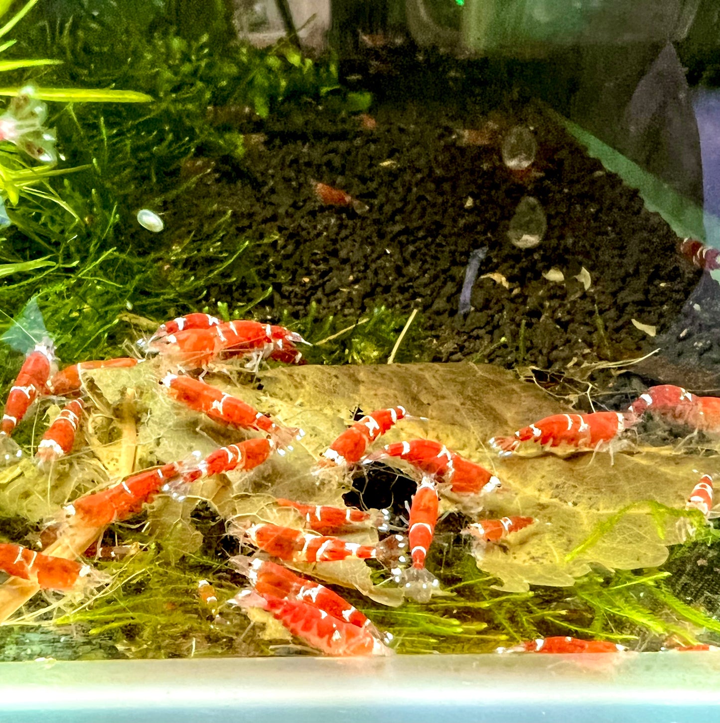 Super Red Crystal