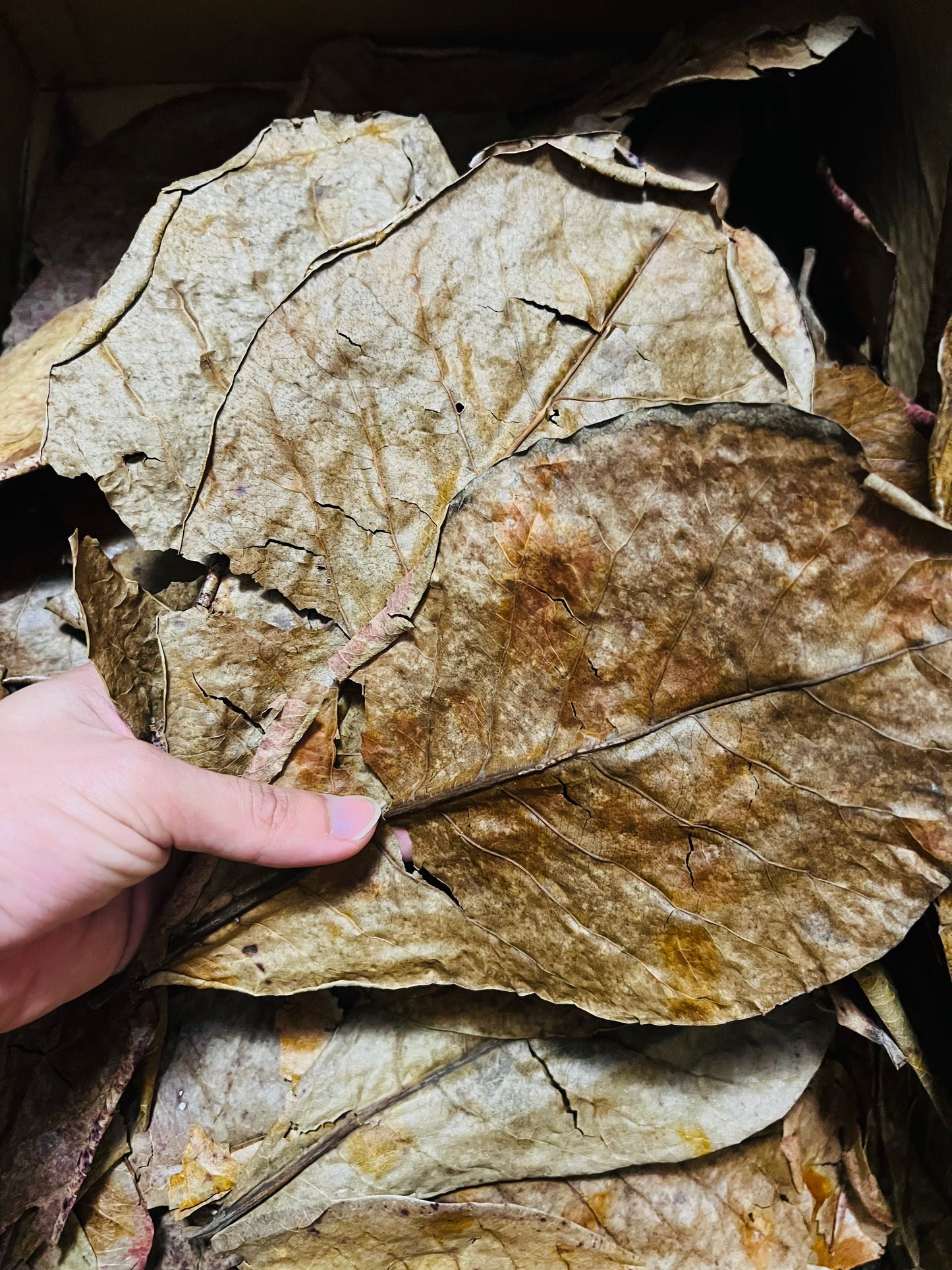 Indian Almond Leaves | Pack of 20+ Mix size Leaves