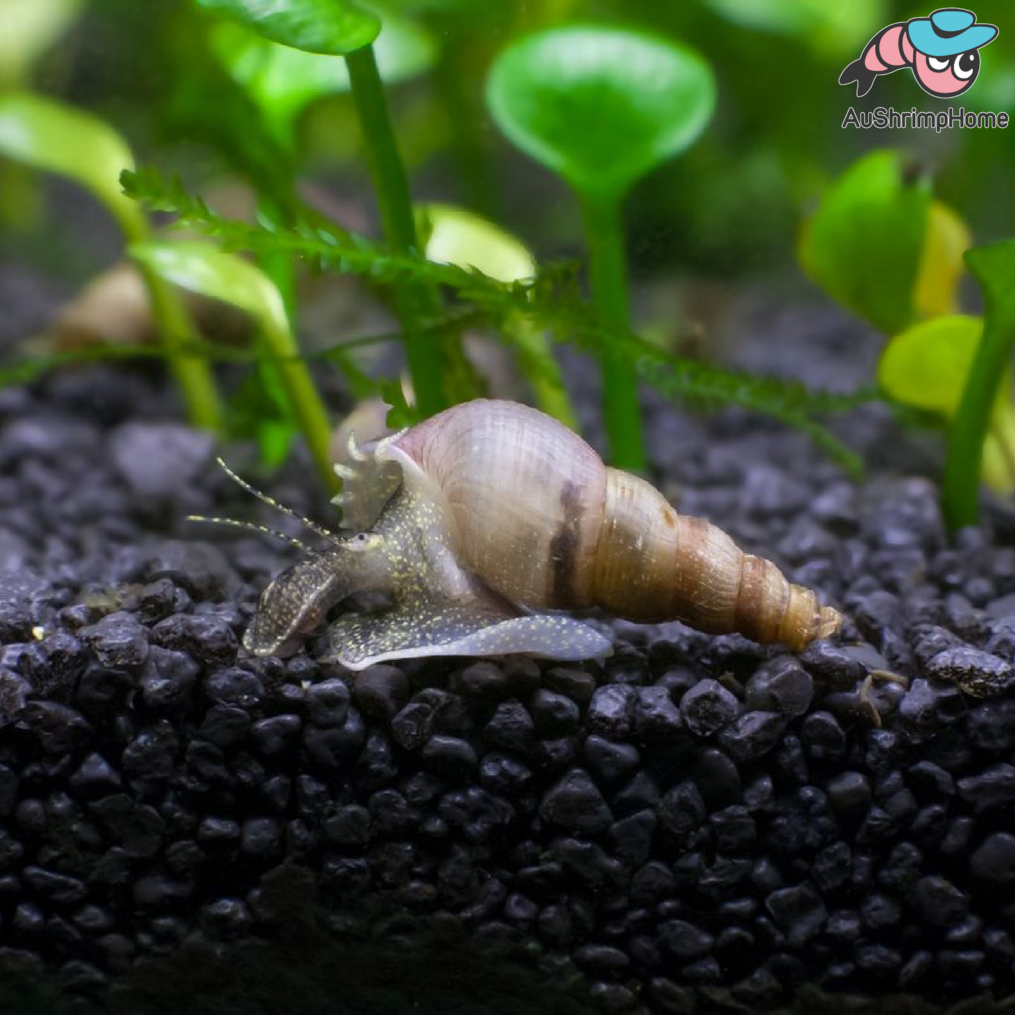 Malaysia Trumpet Snail