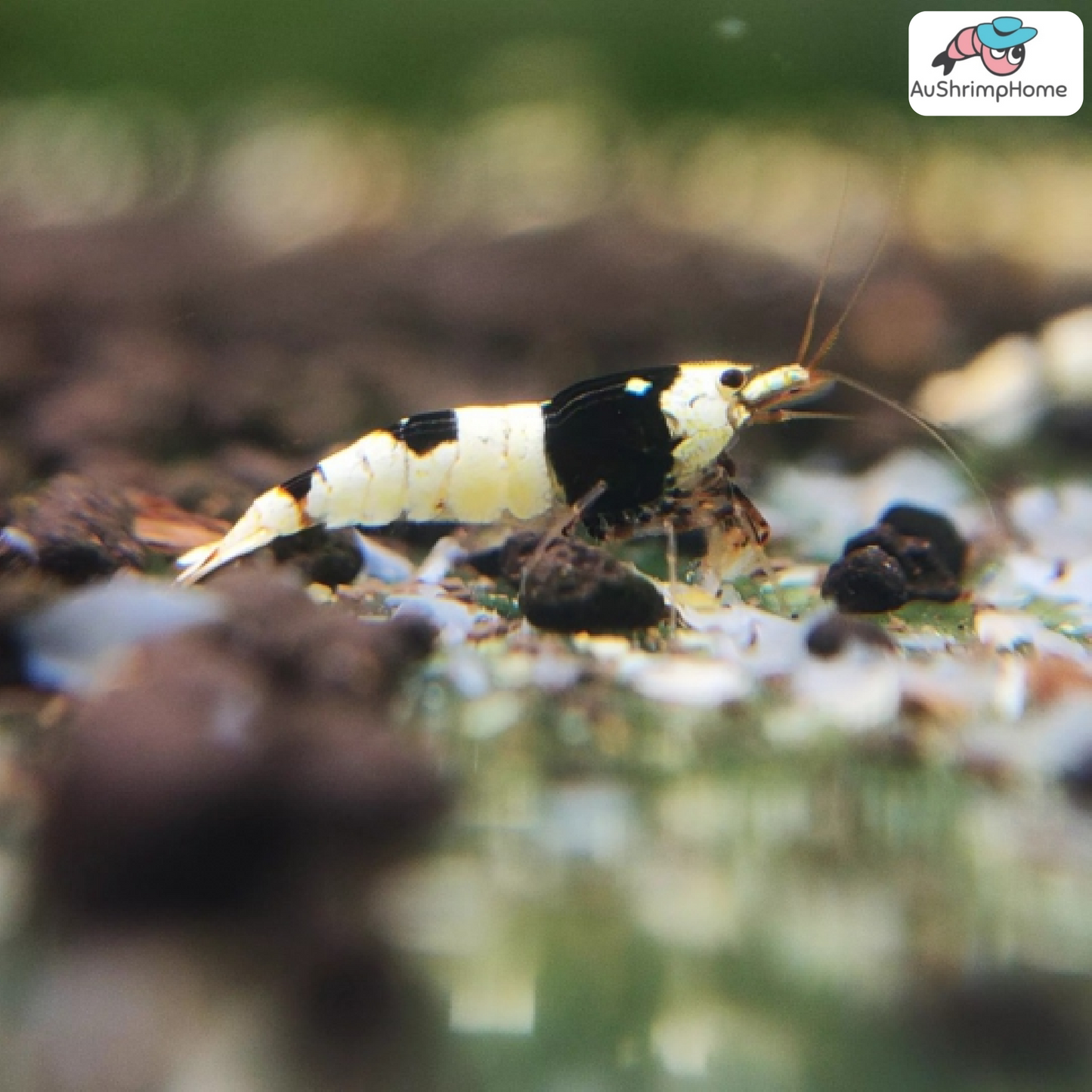 Pure Black Line (PBL)