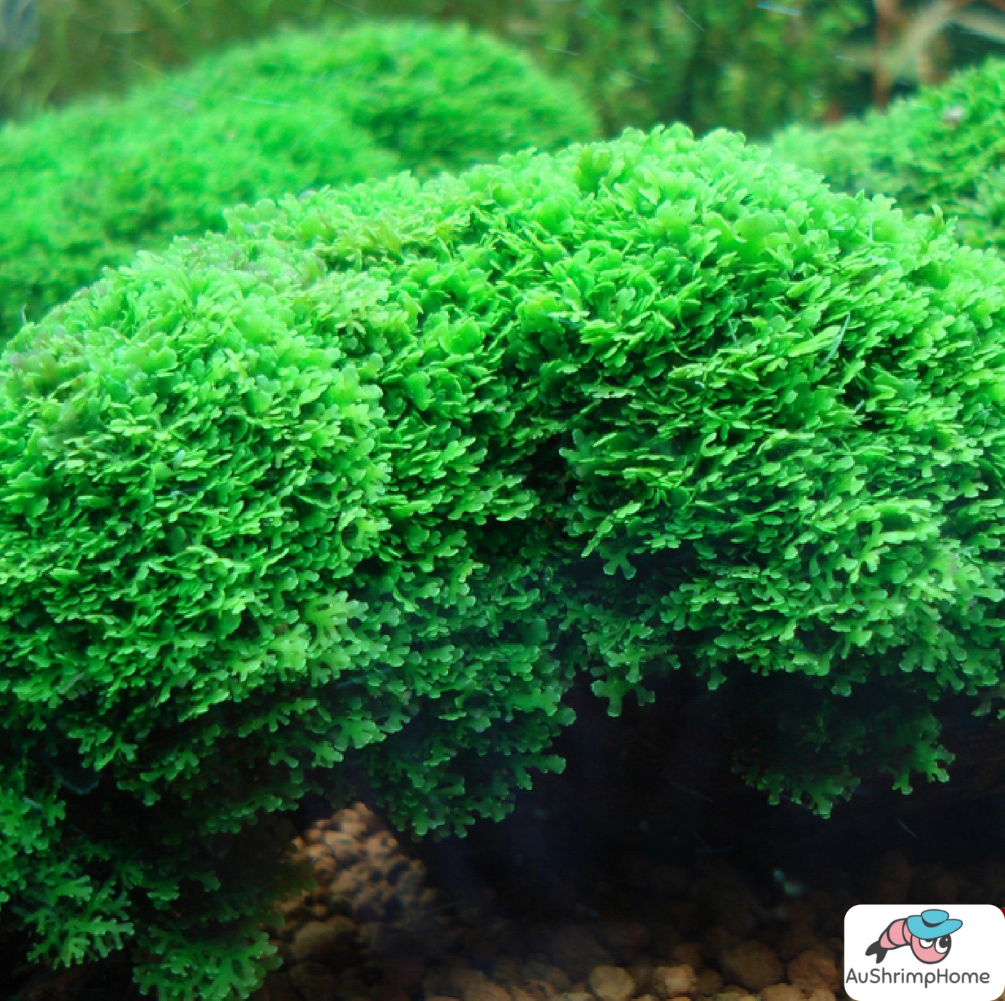 Mini Pellia | Riccardia Chamedryfolia