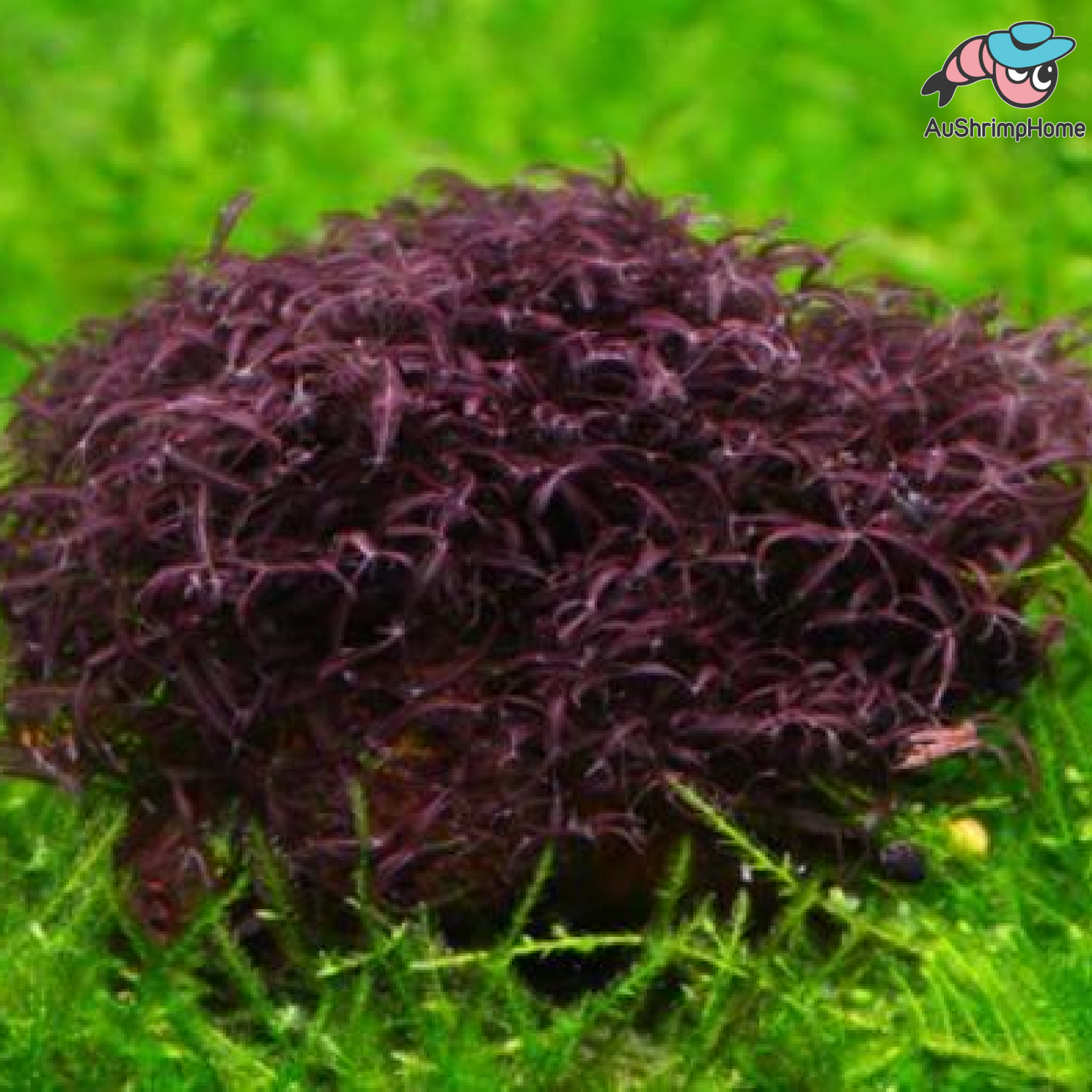 Red Moss | Caloglossa CF. beccarii | Super Rare