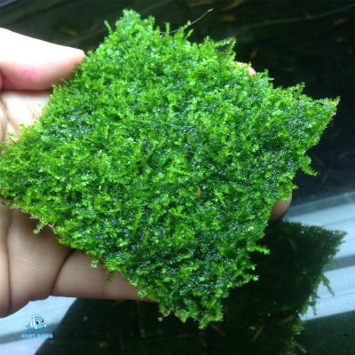 Transparent Line | Best idea for tying moss