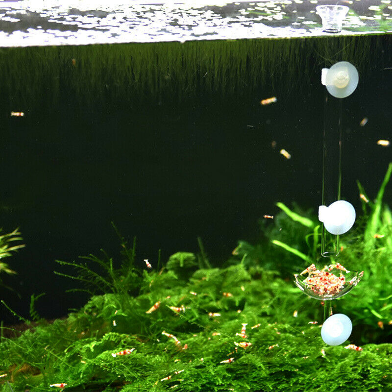 Floating Feeding Dish | Basin Shape