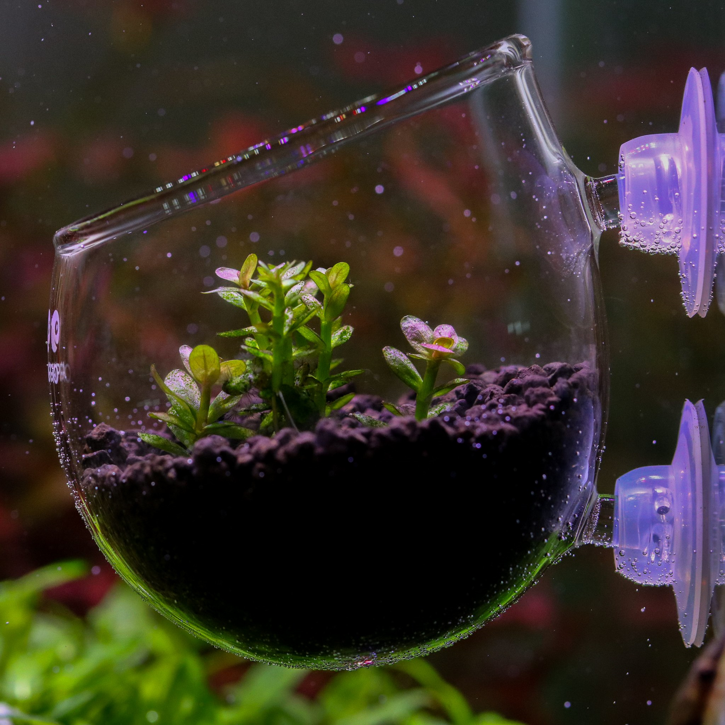 Glass Plant Pot | AQUAPRO