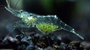 Ghost Shrimp | Glass Shrimp