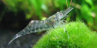 Ghost Shrimp | Glass Shrimp