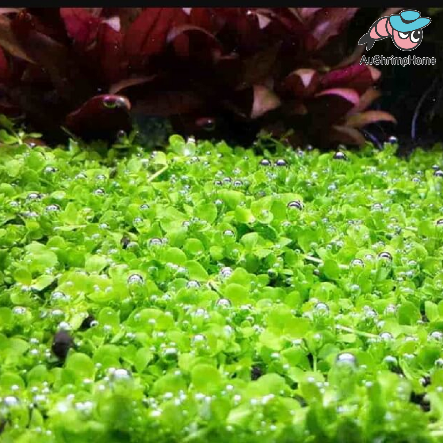 Monte Carlo | Micranthemum 'Monte Carlo'