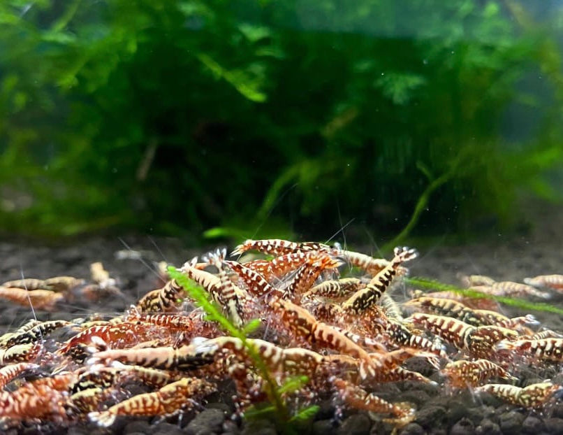 The Benefits of Keeping Freshwater Shrimp in Your Aquarium