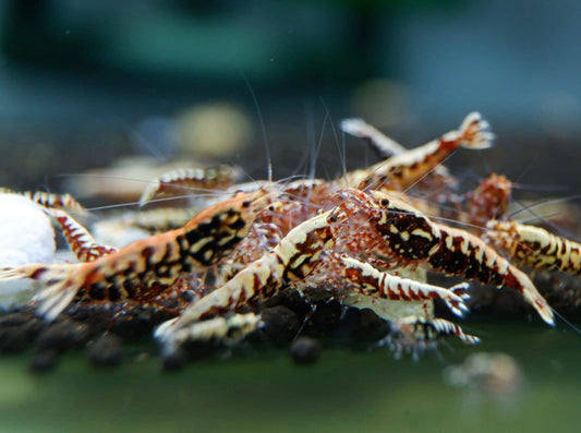 Where to Buy Freshwater Aquarium Shrimps in Australia – Complete Buyer’s Guide (2025)