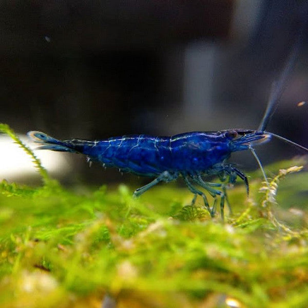 Blue Dream Shrimp Care Guide: Tips for Keeping and Breeding in Your Aquarium | AuShrimpHome