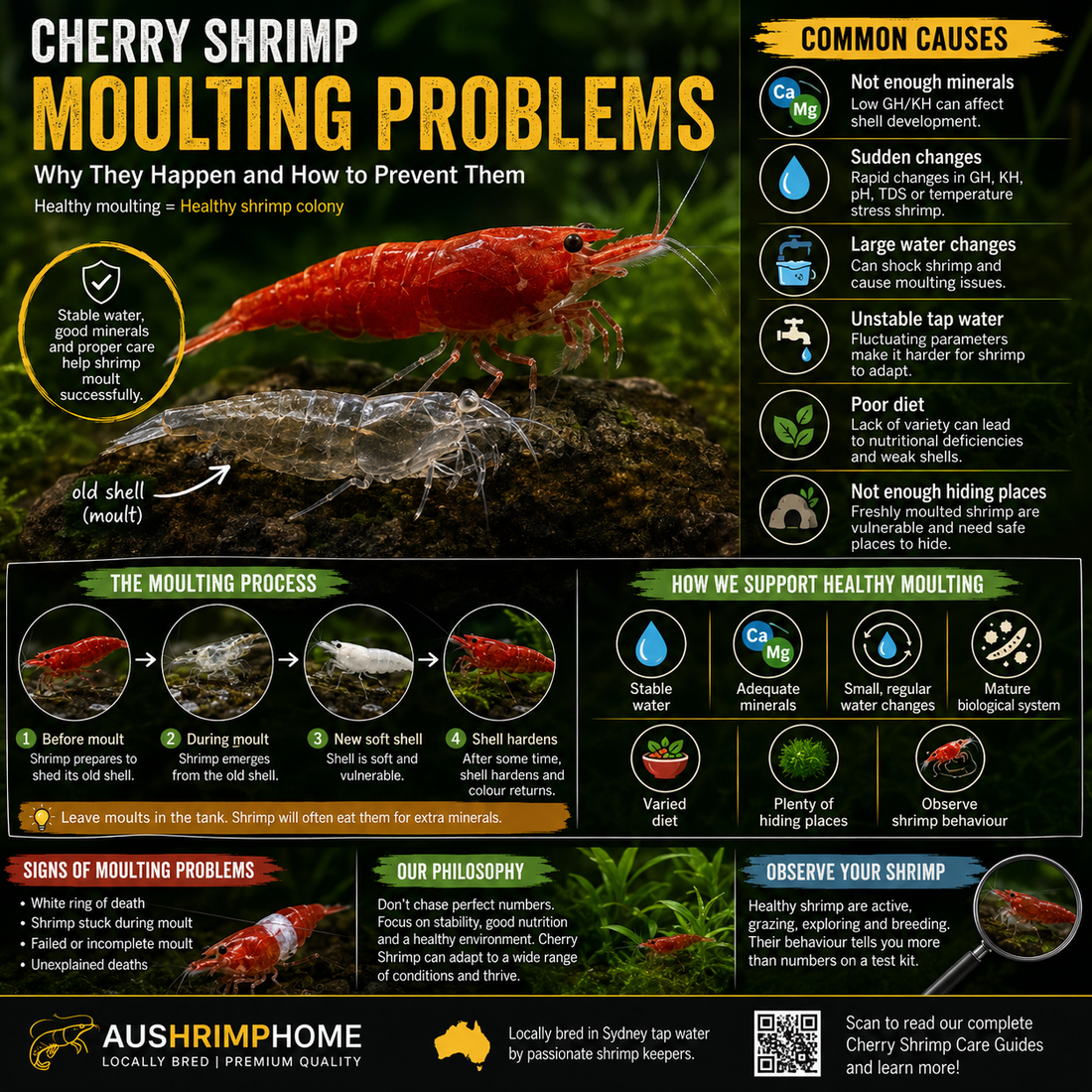 Cherry Shrimp Moulting Problems: Why They Happen and How to Prevent Them