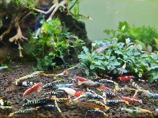 How often should I change the water in a Cherry Shrimp tank