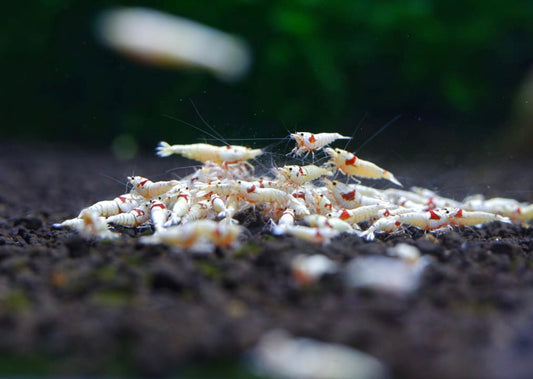 Basic Information You Must Know about Aquarium Crystal Shrimp