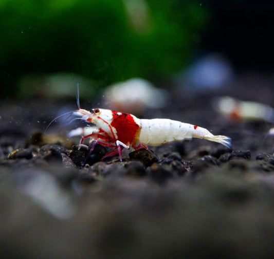 What is the history of Crystal Red Shrimp breeding