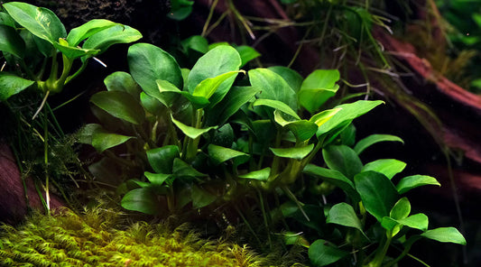 Unlocking the Beauty: An In-Depth Overview of Anubias Plant Varieties and Care Tips for Aquarium Success