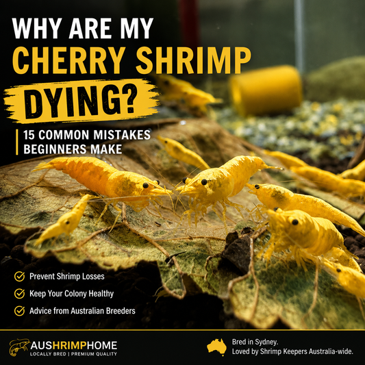 Why Are My Cherry Shrimp Dying? 15 Common Mistakes Beginners Make