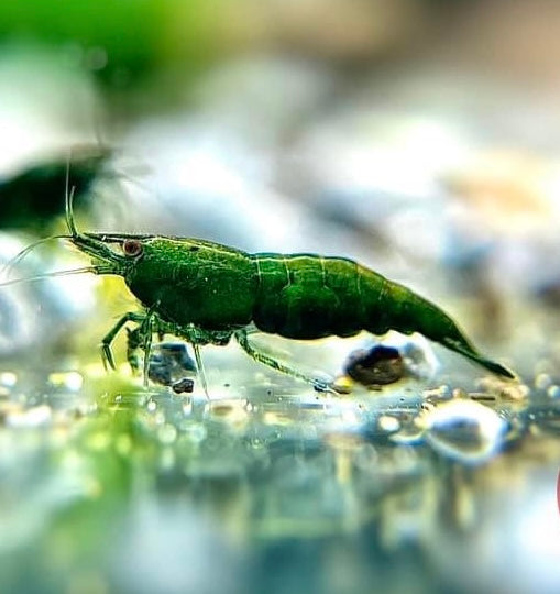 Essential Care Guide for Shrimp and Aquatic Plants