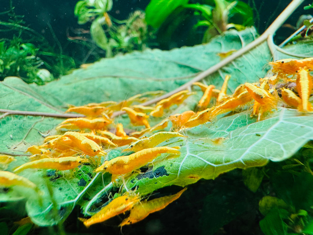 Best Freshwater Shrimp Species to Buy in Australia (2025 Guide)