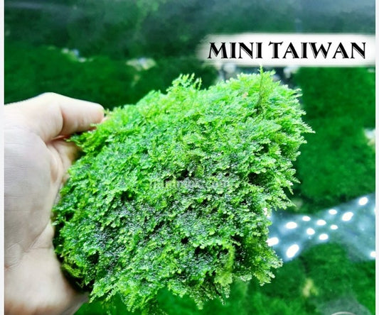 Mini Taiwan Moss Care Guide: Tips for Thriving Aquarium Growth and Aquascaping