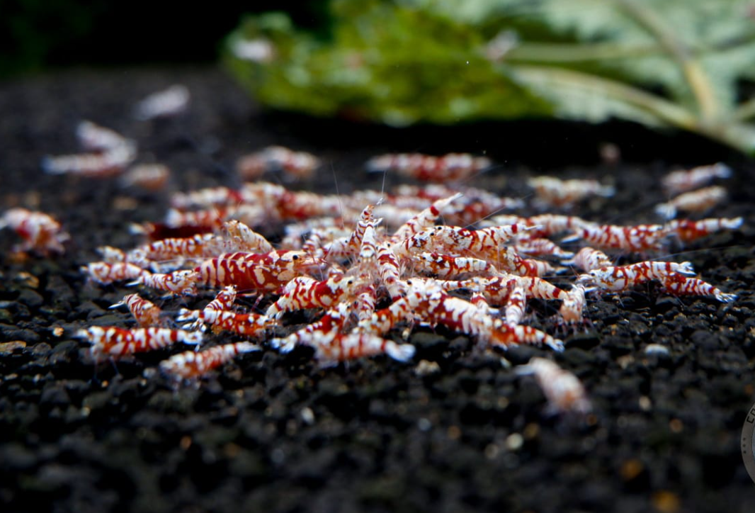 The Ultimate Guide to Freshwater Aquarium Shrimps in Australia