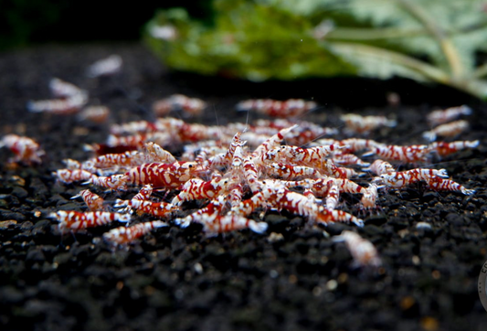 The Ultimate Guide to Freshwater Aquarium Shrimps in Australia
