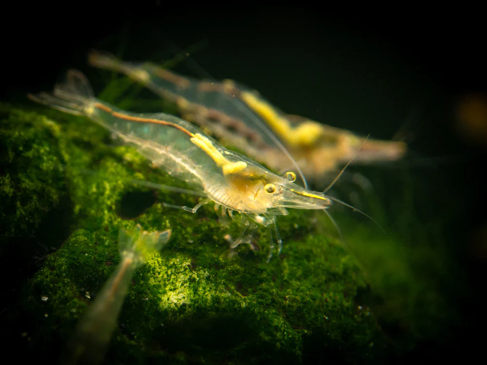 North Queensland (Darwin) Algae Eating Shrimp | Care Guide and More | AuShrimpHome