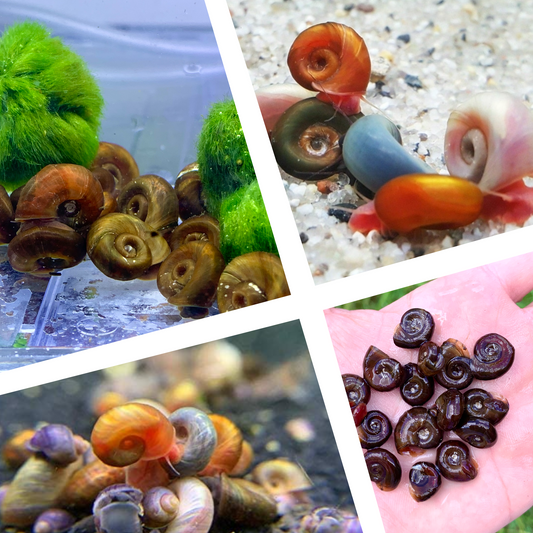 Ramshorn Snails: A Fascinating Addition to Your Aquarium