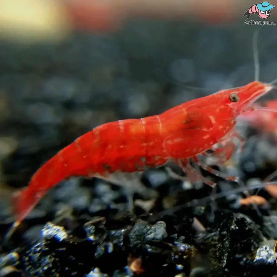 What is Red Cherry Shrimp and Why is It Popular?