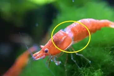 Signs of Illness in Cherry Shrimp You Need to Know