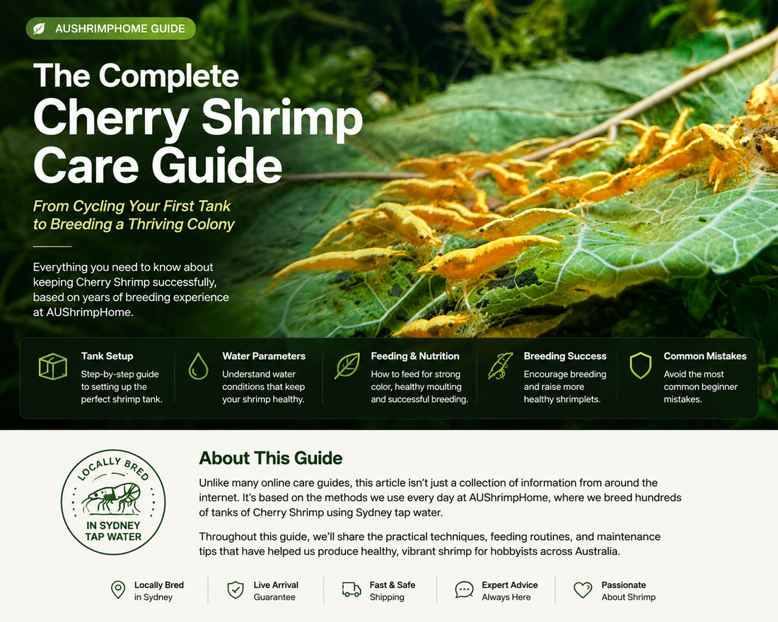 The Complete Beginner's Guide to Keeping Cherry Shrimp Successfully in Australia