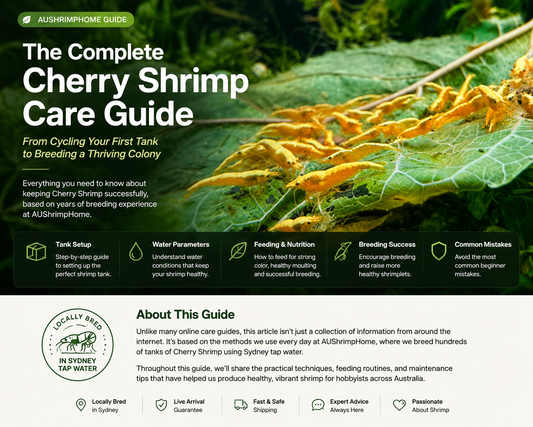 The Complete Beginner's Guide to Keeping Cherry Shrimp Successfully in Australia