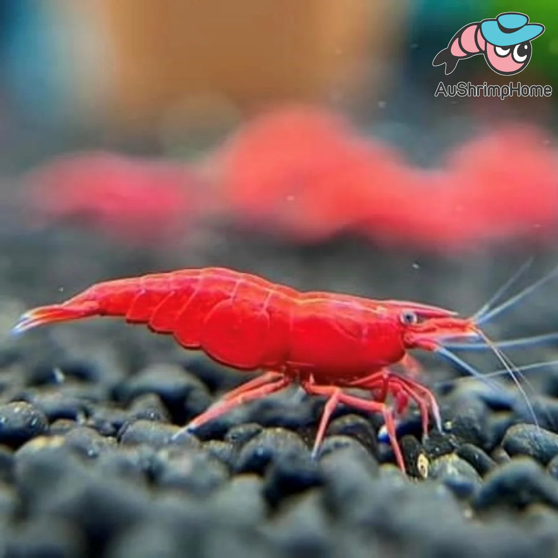 Using Tap Water for Breeding Cherry Shrimp- Good or Bad