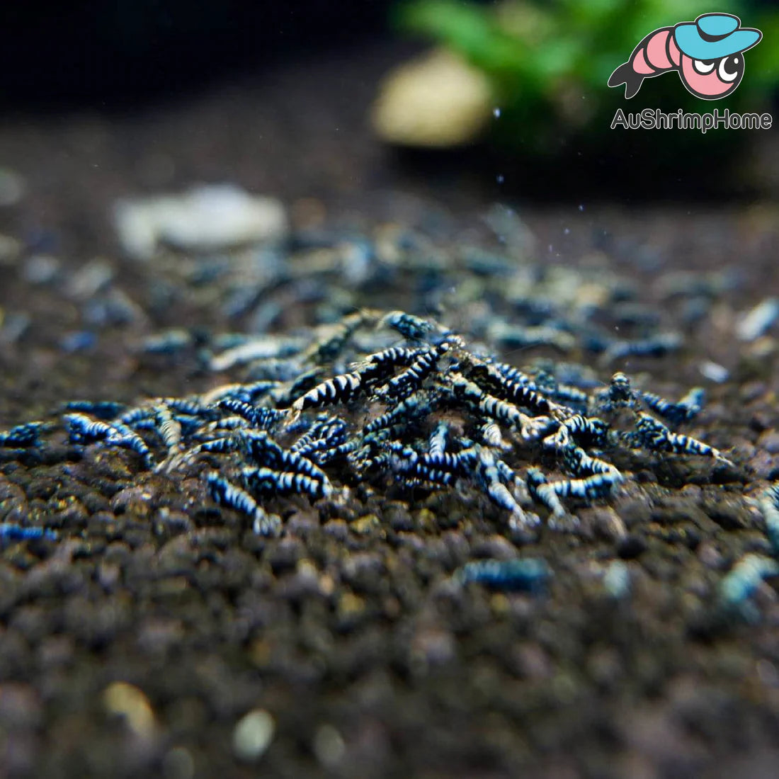 How many times should I need to feed the shrimp? Aquarium Shrimps Feeding Frequency