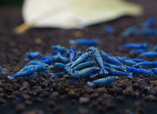 How to Set Up the Perfect Shrimp Tank for Beginners