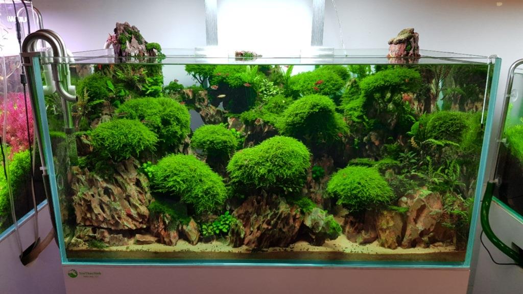 Best Aquarium Moss Types for Stunning Aquascapes