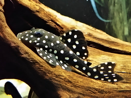 Bristlenose Plecos: The Unsung Heroes of Aquarium Algae Control